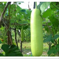 Biji benih labu air manisa / kemasan repack putih sayur
