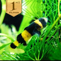 Mini Goby Bumblebee Ikan Hias Aquascape HIasan Aquarium Micro Tank -