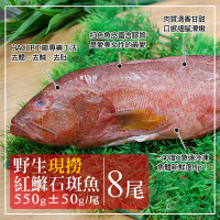 築地一番鮮-海底紅金-峇里島-大尺寸野生紅鰷石斑魚8條(550g±50g/條)