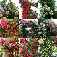 50 biji 8 Warna Mixed Colors Climbing Rose Seeds Benih Bibit Biji Bunga Mawar Rambat Climbing Rose