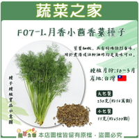 【蔬菜之家】F07-1.月香小茴香菜種子(客家香菜) (共有2種包裝可選)