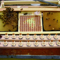 1 Set| Nicot Bee Queen Rearing Kit Plastic Beekeeping Tools HoneyBee Larva System Move Worms for Beekeeper