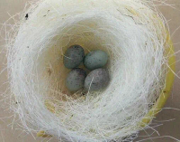 sarang tempat mengerami telur kenari dann burung kecil lainnya satu paket susuh plastik dan serat na