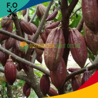 Bibit Tanaman Kakao ( Cokelat )