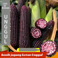 Benih Jagung Ketan Unggul 15 Biji Warna Ungu COD Di Rumah Unggul bibit sayuran terong stevia