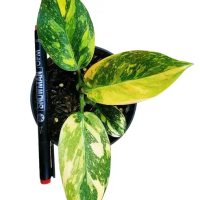 Hokeri Variegata Marbel Tanaman hias hokeri - Hidupkan Taman atau Ruangan Rumah Anda