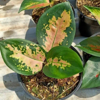 aglonema sultan brunei murah