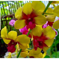 Seedling Anggrek Dendrobium Surya Gold