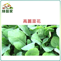 【綠藝家】A09.高麗菜花種子10克(約2200顆)(黃花芥藍菜、芥蘭菜)