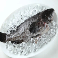 【華得水產】特大龍虎斑石斑魚8尾(500-600g/尾)
