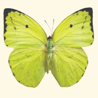 awetan serangga asli kupu-kupu kuning pamona pot  bunga