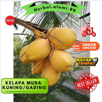 buah kelapa Gading muda atau tua  kelapa gading d petik ketika mau d kirim