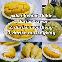 Paket Tanaman Durian Hasil Okulasi - 3 Pilihan Bawor Monthong Musangking