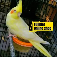 BURUNG FALK PARKIT AUSTRALI LUTINO MATA MERAH DEWASA