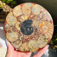 Ammonite Fossil Slice Plate MADAGASCAR FOSSIL SPECIMEN HEALING Fashion Home Decoration
