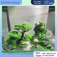 BỂ CÁ MINI Kèm Layout Tiểu Cảnh Trang Trí kích thước D30 X R20 X C20
