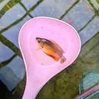 paket 5e hiasan/dekorasi aquarium ikan hias sepat madu aquascape