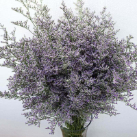 Perennial Lover Grass Seeds Dancing Grass Seeds Vanilla Seeds Balcony Garden Potted Flower Seeds Sun
