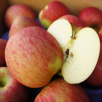 【水果達人】智利大顆蜜蘋果禮盒 8顆 2箱(300g±10%/顆)