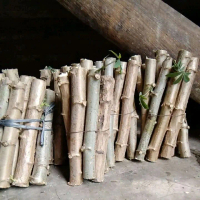 Bibit Stek Singkong Racun 1 kg