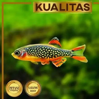 Galaxy Rasbora Ikan Hias Aquascape Hiasan Aquarium Tanaman Air Tawar