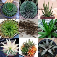 Hạt Giống Nha Đam Hỗn Hợp, 100 Cái, Cây Mọng Nước Thảo Dược, Trang Trí Cây Bonsai Vườn Nhà, fythuid