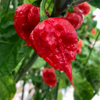 7 BUTIR BENIH CABE RED CAROLINA REAPER Cabai