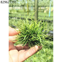 Tillandsia bulbosa mini bear ไม้รากอากาศ