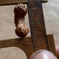 Rudraksha 30 Mukhi size 21mm