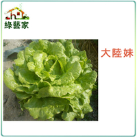 【綠藝家】大包裝A19.大陸妹種子55克(約4萬顆)(日本進口大陸A菜)
