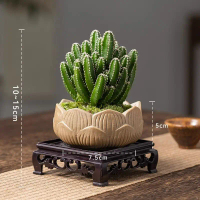 Wanzhongshan Cactus Potted Cactus Succulent Flowers Plant Office Indoor Desktop Radiation Protection