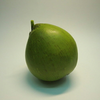 《食物模型》椰子 水果模型 - B1063
