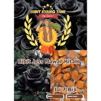 Bibit Joss Mawar Hitam |Benih Bunga Mawar Hitam|Black Rose