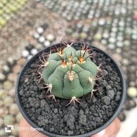gymnocalycium pflanzii duri yang unik