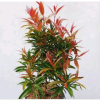 Tanaman pucuk merah T 25 cm s/d 50 cm, tanaman hias pucuk merah, pucuk merah, Tanaman Hias Tahan Pan