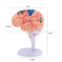 32 Parts 4D Assembling Human Anatomy Brain Teaching Model Medical Supplies