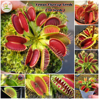 [Easy To Grow] Venus Flytrap Seeds for Planting (50 seeds/bag) |  กาบหอยแครง  | Rare Carnivorous Plant Seed Exotic Flowers Live Plant Bonsai Tree Real Seed Gardening Flowers Seeds Indoor Potted Plants Outdoor Air Purifying Plants Flower See