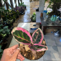 Tanaman Hias Calathea Cynthia Pink - Bibit Calathea Cynthia Pink Bunga Hidup
