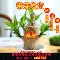 【台灣公司 可開發票】【水培新寵花卉】開花幸運巴西木養室內招財四季懶人好養易活盆栽