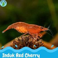 RED CHERRY INDUK hiasan aquarium red cherry induk red ceri hiasan aquascape