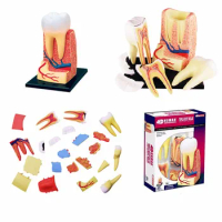 4D Human Anatomy Triple Root Molar Tooth Snap Together Puzzle Model Kit Human Anatomy Model Medical Tooth Biological Experiment