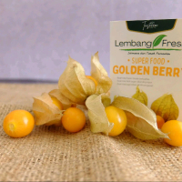 Ciplukan Goldenberry Herbal matang bukan kering Buah