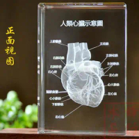 3 d crystal Human heart anatomy model free shopping