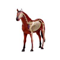 4D Vision Anatomy Horse Model PVC Simulation Animal Horse Model Learning Educational Kids Toys for Kids