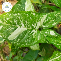 Syngonium Panda Galaxy | Tanaman Hias Indoor