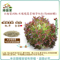 【綠藝家】大包裝A34.火鳳凰萵苣種子7.5克(約6500顆)