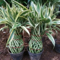 Bambu Hoky Model Guci Varighata - Lucky Bamboo - Bambu Hoki Guci Varigata - Tanaman Bambu Hoki