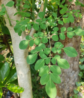 Bibit Kelor Tanaman Herbal Pohon Daun Kelor