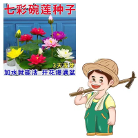 【遇水开花】碗莲种子四季水培植物室内绿植睡莲荷花种子无土水培Flower seeds seedlings and bulbs，water lily