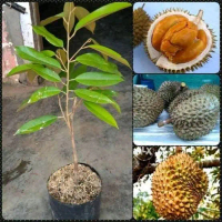bibit durian duri  hitam super unggul okulasi